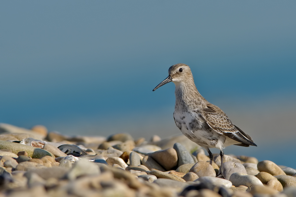 Piovanello pancianera  ( calidris alpina )